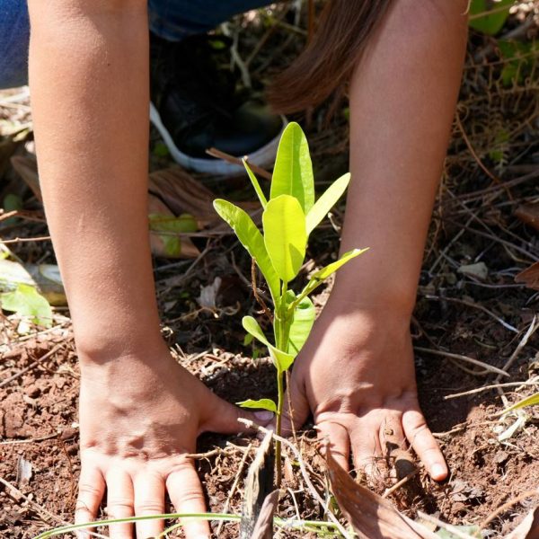 SNS fortalece su compromiso ambiental con sexta jornada de reforestación en La Vega